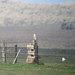 Gyrfalcon (Falco rusticolus)
