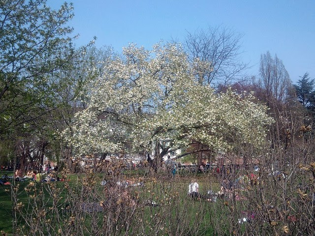 Trees of the Burggarten