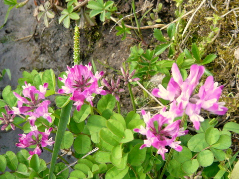 蓮華草に似ている田んぼの花 三田のいのしし 見て歩き日記 楽天ブログ