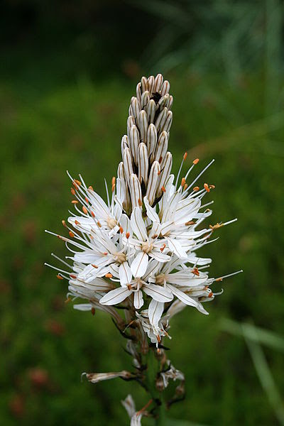File:0 Asphodelus albus - Samoëns (3).JPG