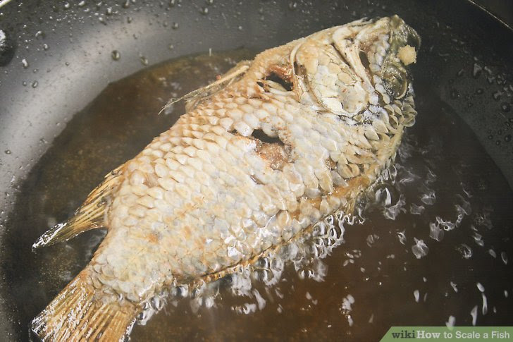 Scale a Fish Step 9.jpg