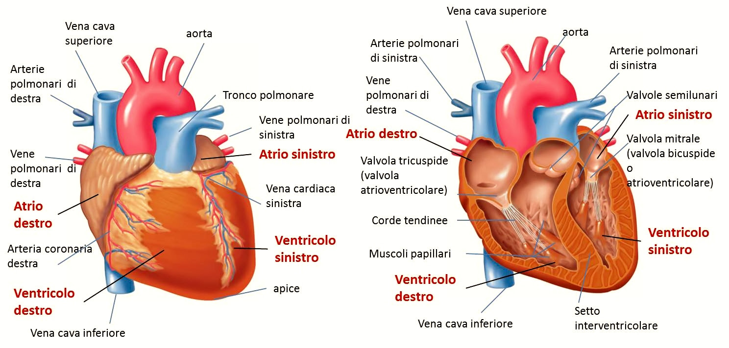Come è fatto il cuore umano