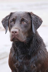 Tucker