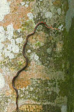 Twin-Barred Tree snake image located at http://www.flic