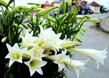 http://pic70.picturetrail.com/VOL1868/10839945/19377884/311243458.jpg