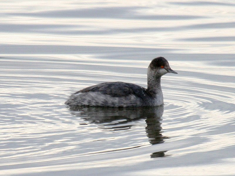 Eared Grebe