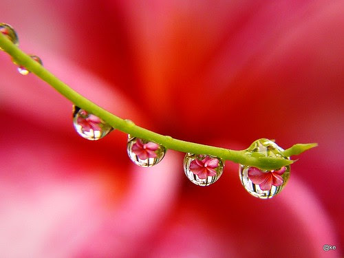 Flowers in waterdrops