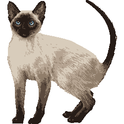 リアルタッチシャムネコ No 170 リアルシャム猫のイラスト アイコン 条件付フリー素材集 スマホなど携帯電話対応