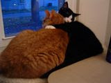 Brotherly Luv