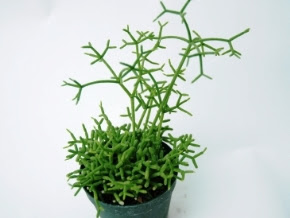 リプサリスの育て方 自然と暮らす 観葉植物