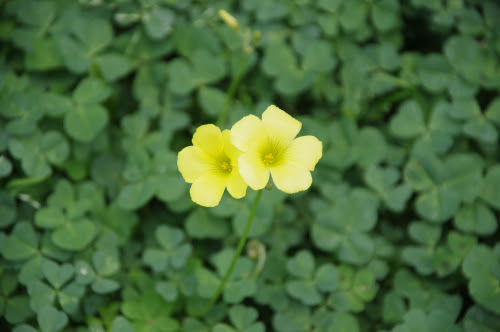 オキザリスの花言葉は色によって違う どんな種類があるの 植物navi