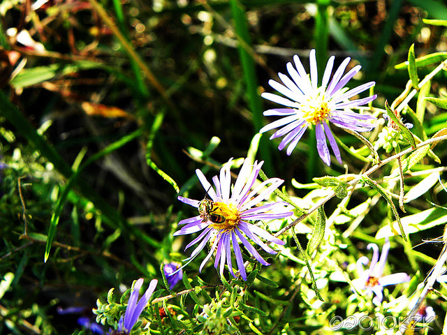 DSCN6907 Asters