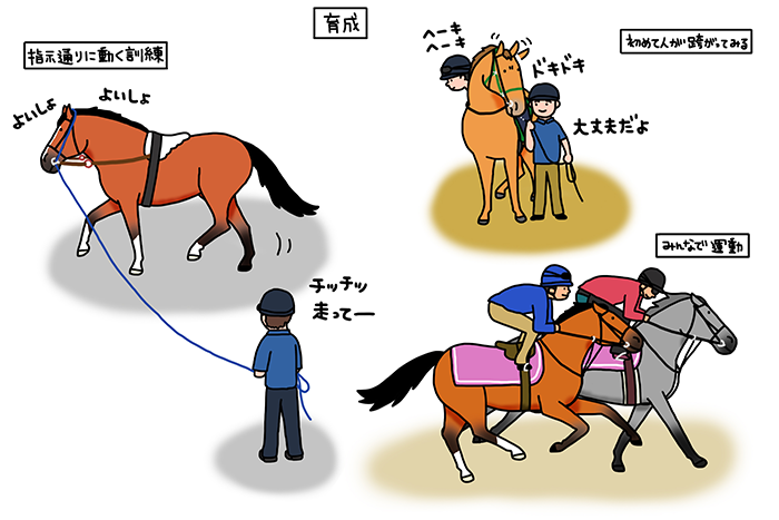 ライフサイクル 競走馬視点 日本馬主協会連合会 Joa