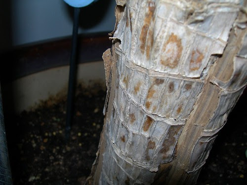 Dracaena Split Trunk