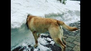 面白い動物 あり得ないことをする犬 猫 おもしろ犬 猫のハプニング 失敗集 170 Dougabu イヌ課