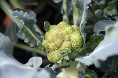 broccoli 3