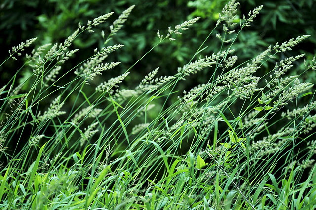 breeze
