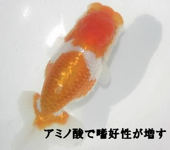 らんちゅう専門 伊東養魚場 魚に与える飼料