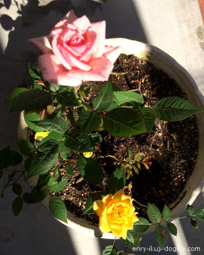 ガーデニング ミニバラ 6 オレンジ色とピンク色のミニバラの花 元気に育って新しいつぼみも Hugkumi 日々のはぐくみから