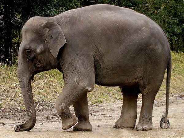 Asian Elephant