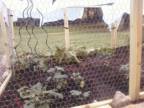evil deer force vegtables to be caged