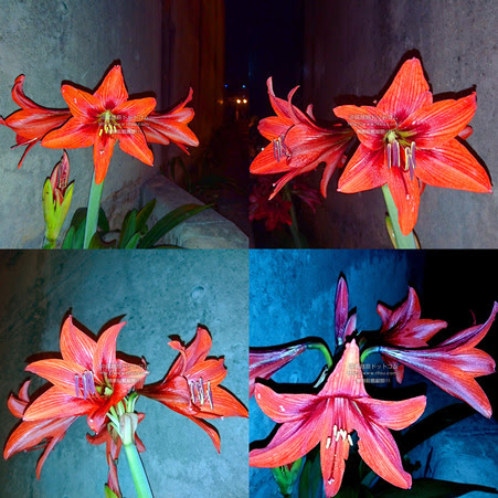 沖縄離島ブログ