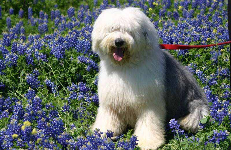 Fluffy Dog Breeds American Kennel Club