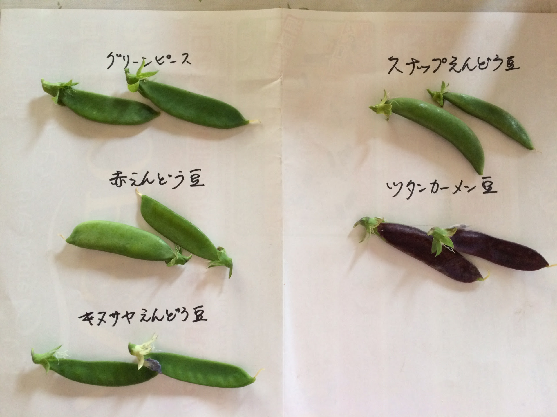 えんどう豆の記録 エンドウ豆収穫 光彩さんの日記 By 菜園ナビ