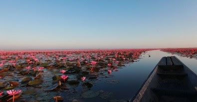 Red Lotus Lake