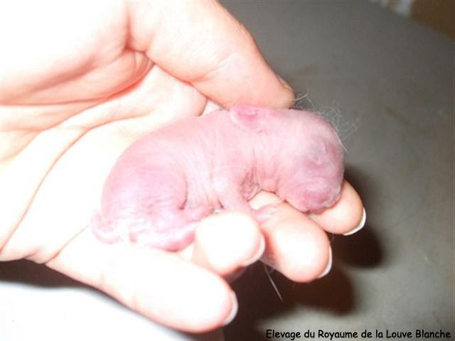 Le Developpement Des Lapereaux Du Lapin Nain Lapinous Fr Site D Informations Sur Le Lapin Nain
