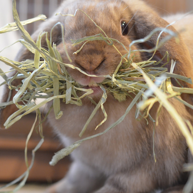 ウサギに牧草を食べさせる意味は 牧草の種類や特徴を徹底解説 小動物の総合情報サイト ペットスマイルニュースforスモマル