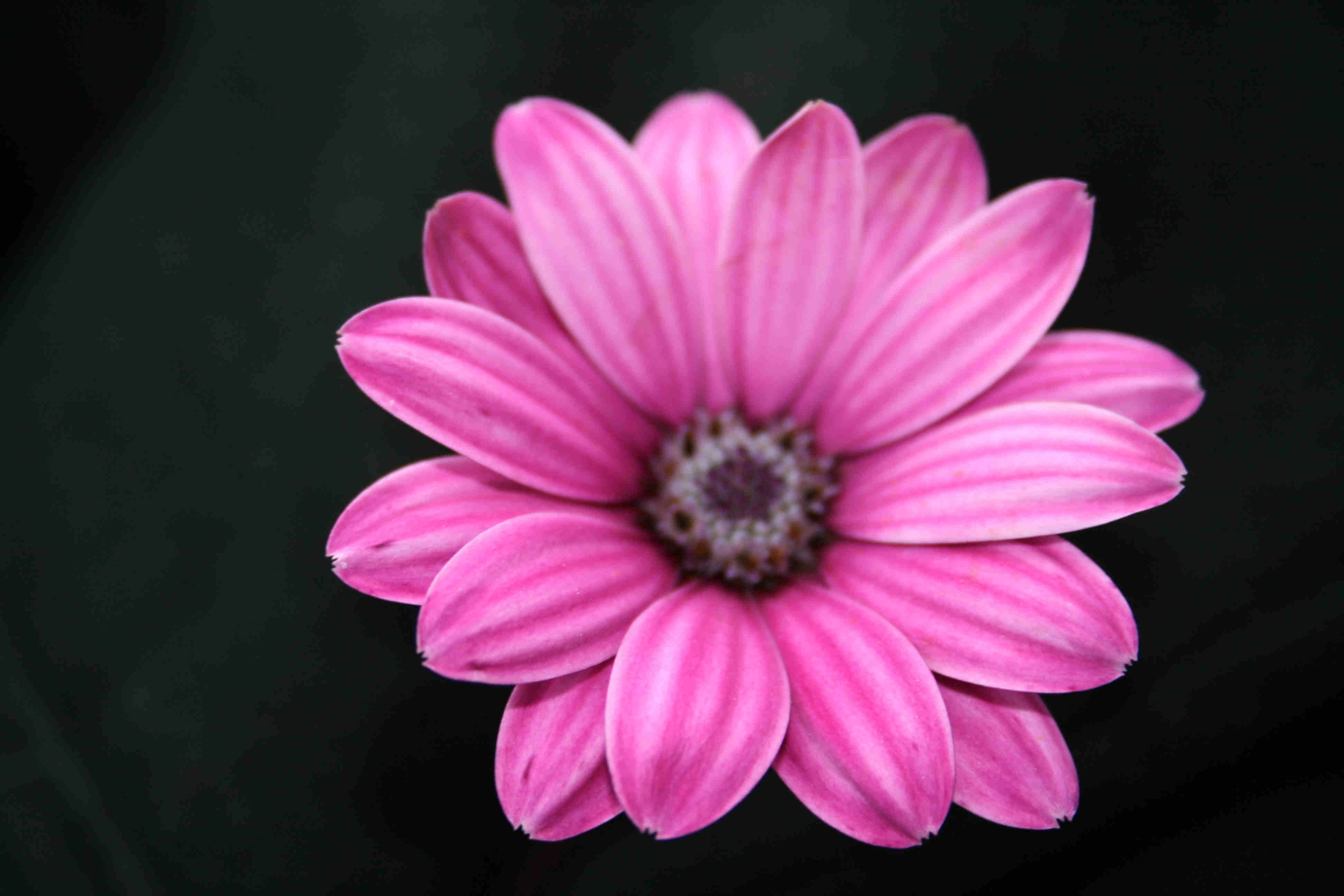Pink Flower Image Backgrounds Wallpaper Cave Pink Flower Image Backgrounds Wallpaper Cave