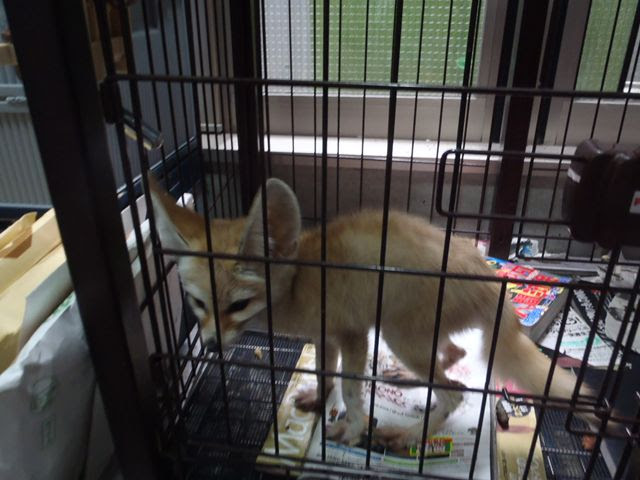 キツネの鳴き声 茅ヶ崎 湘南の防水工事ならキク防水