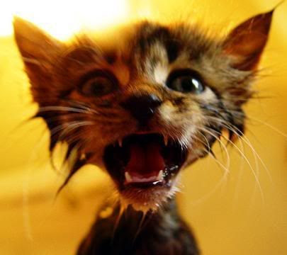 WetCat.jpg image by reprojeans