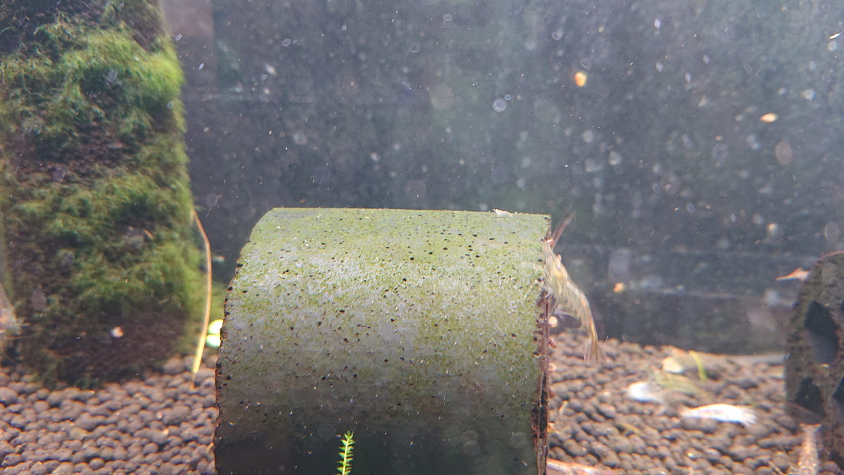 ミナミヌマエビの稚エビたちがついに水槽内で生まれ始めました Chigyo Aqua