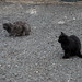 Many cats in  Playa del Ingles