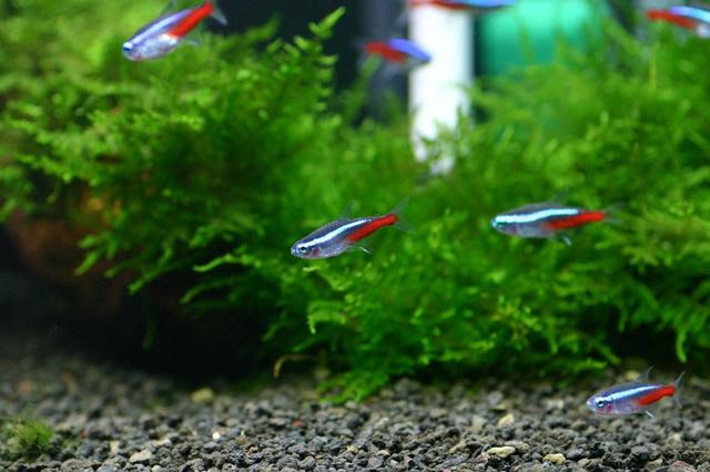 グッピーを混泳させる時に 相性の良い熱帯魚 悪い熱帯魚 熱帯魚 アクアリウム情報マガジン