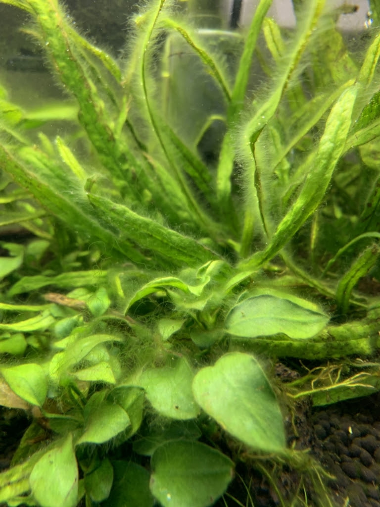 水槽内のコケ対策 成長の早い水草8選 たたみのコリ性ブログ