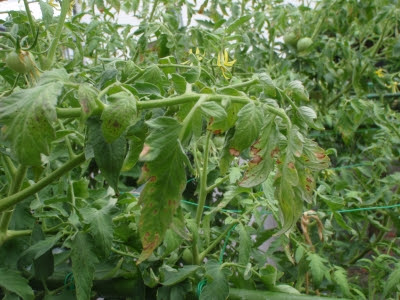 トマトの斑点細菌病の症状と対策 水耕栽培q A