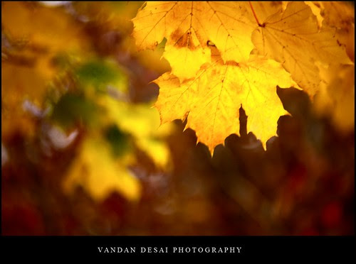 Fall 2010