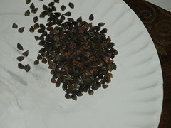 Buckwheat