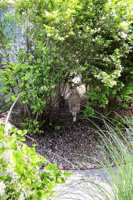 IMG_5062Camo