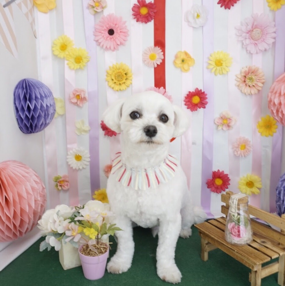 フォトブースまとめ ２０１９ ブログ一覧 させ犬猫の病院 Ctスキャンあり 栃木県佐野市の動物病院