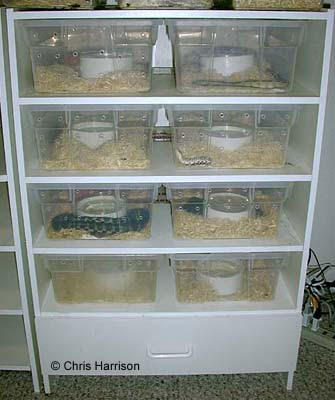 Housing Sand Boas In Captivity