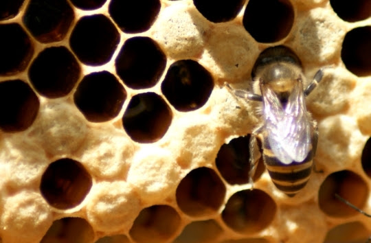Lebah-madu