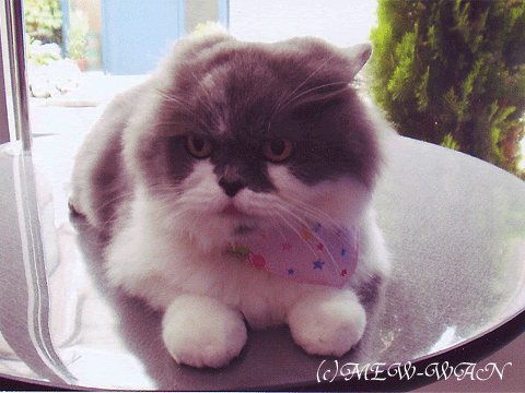 猫のトリミング