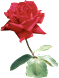 Flores Rosas