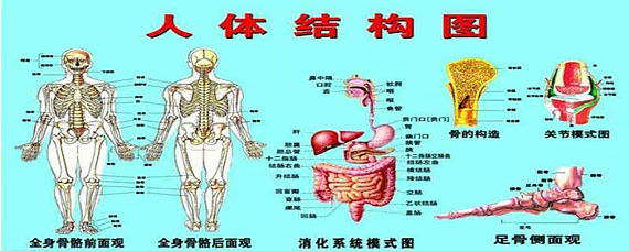 人身体部位的名称有哪些 爱问知识人