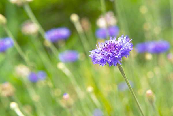 矢車草 Next Horizon Shu Land Annex