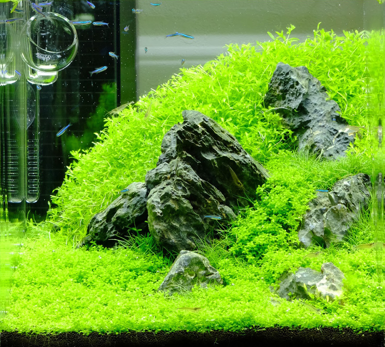 ネイチャーアクアリウム作品例 30cm Bright Green